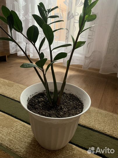 Замиокулькас