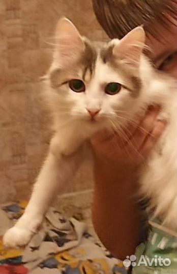Кошечку в добрые руки