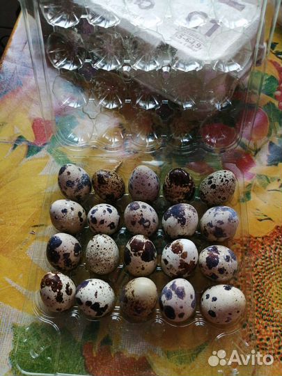 Яйцо домашнее