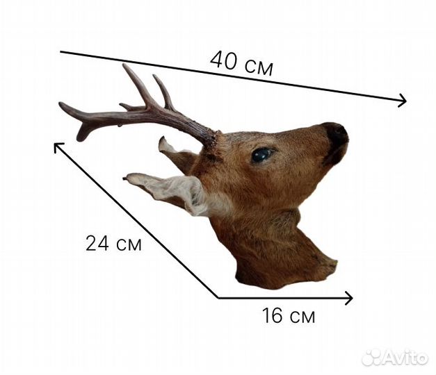 Голова косули