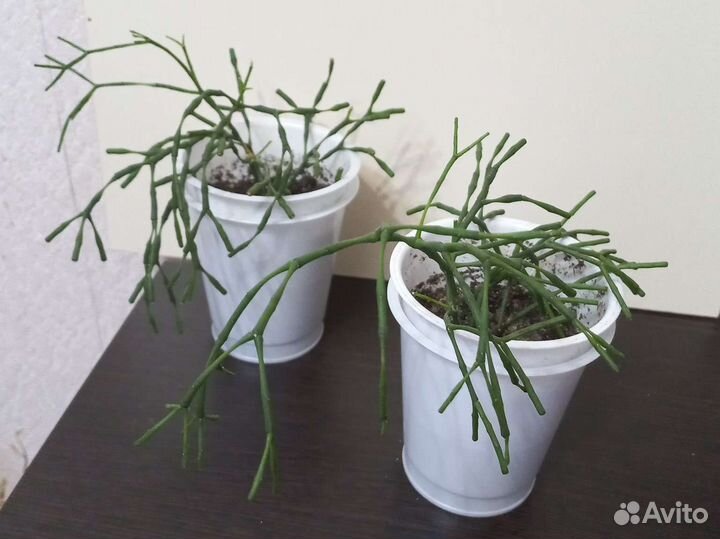 Хатиора (суккуленты)