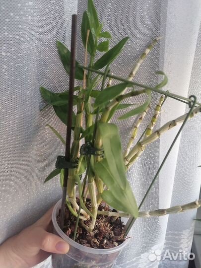 Орхидея Dendrobium transparens