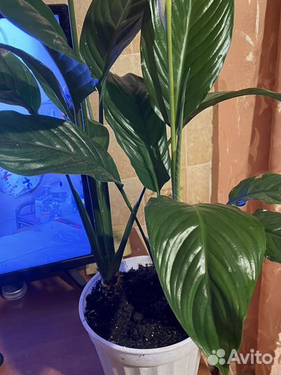 Цветок женское счастье