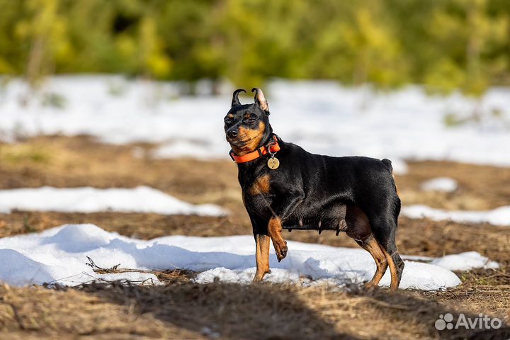 Цвергпинчер