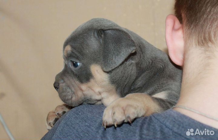 Красавец мужчина