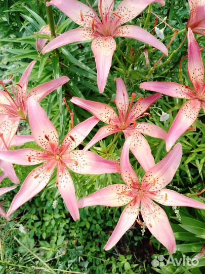 Высокие голландские лилии