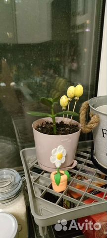 Денежное дерево толстянка крассула