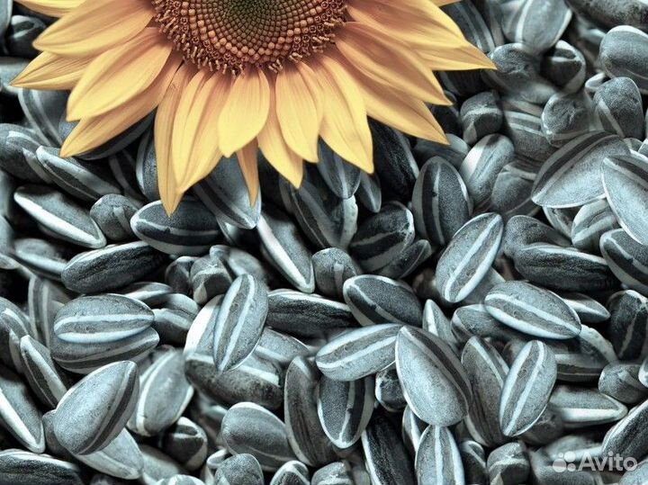 Неочищенные семена подсолнечника
