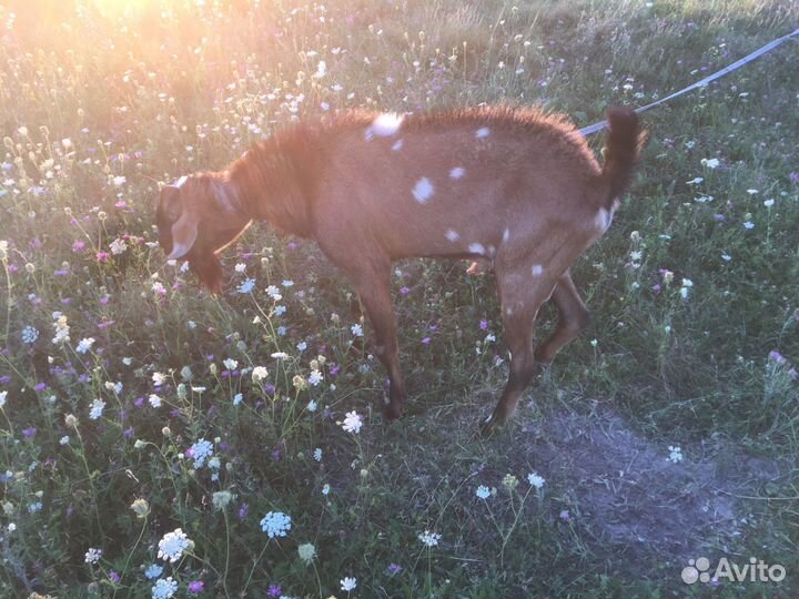 Нубийский козел