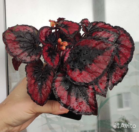 Комнатные цветы