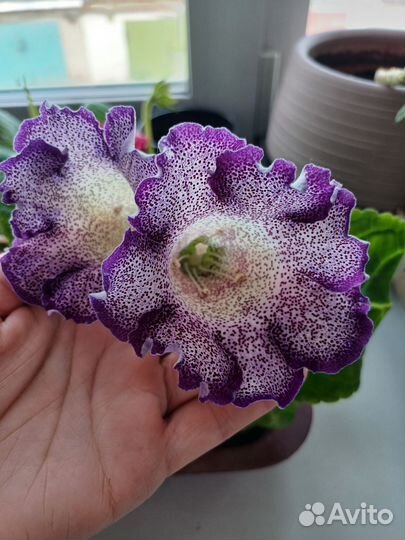 Комнатные цветы