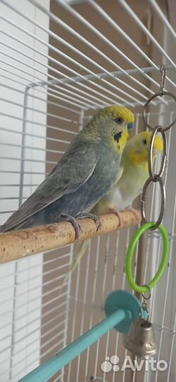 Волнистые попугаи пара