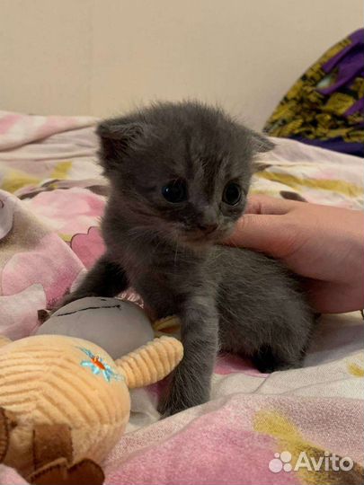 Британские вислоухие котята