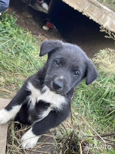 Щенки в добрые руки