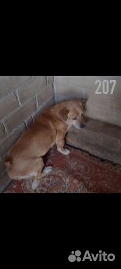 Спасите собак из Гомеля