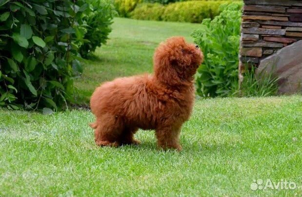 Щенки пуделя Питомник РКФ