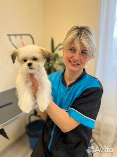 Стрижка грумминг собак