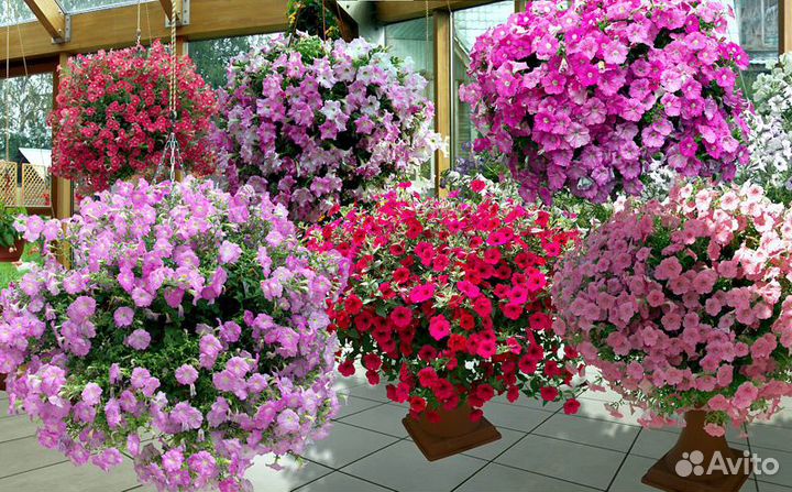 Гибриды вегетативной петунии, калибрахоа, петхоа