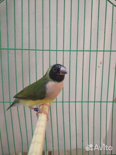 Амадины гульда