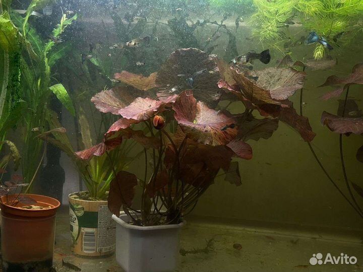 Нимфея красная