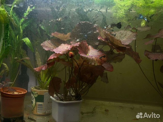 Нимфея красная