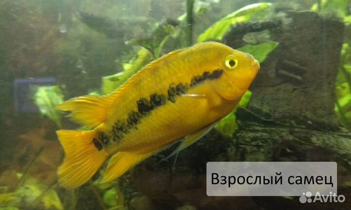 Рыбы аквариумные геротиляпия мультиспиноза