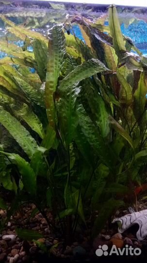 Криптокорина