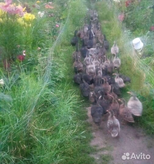 Подсадные утки