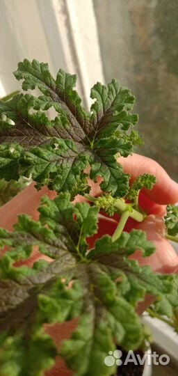 Душистая пеларгония (герань) 12 сортов и ампельная