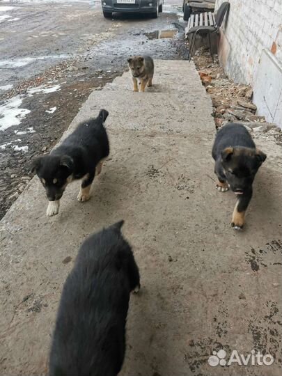 Щенки