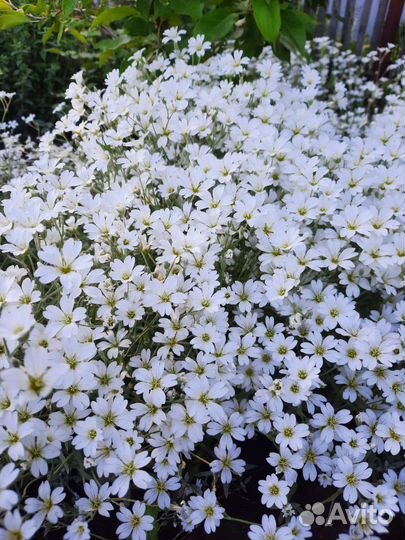 Многолетние цветы