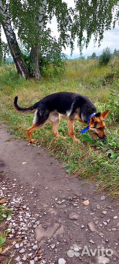 Бесплатно Молодой кобель