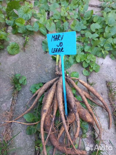 Пион Mary Jo Legare