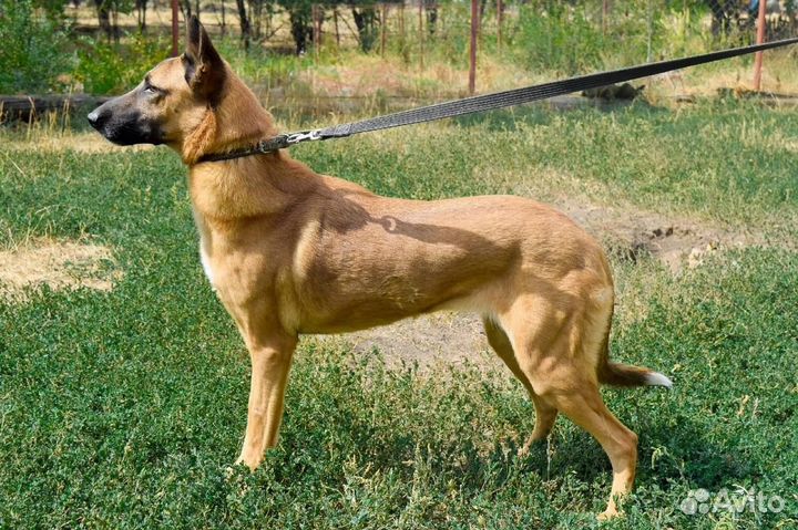 Девочка ищет дом