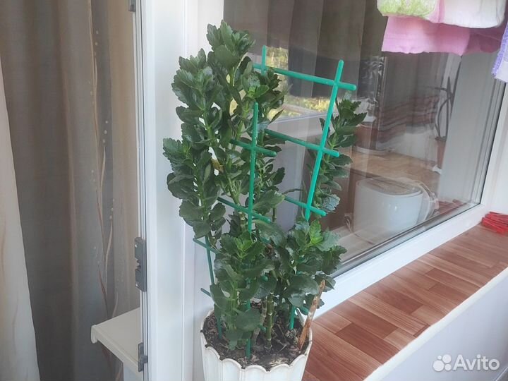 Колонхое цветы