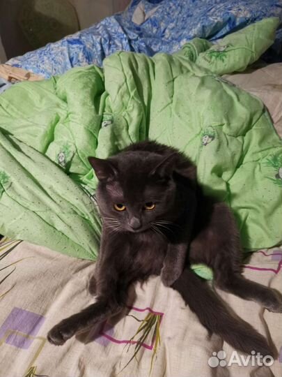 Котик на вязку