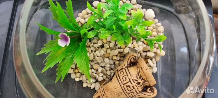 Аквариум для петушка