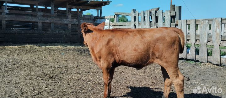 Тёлочка 4 месяца