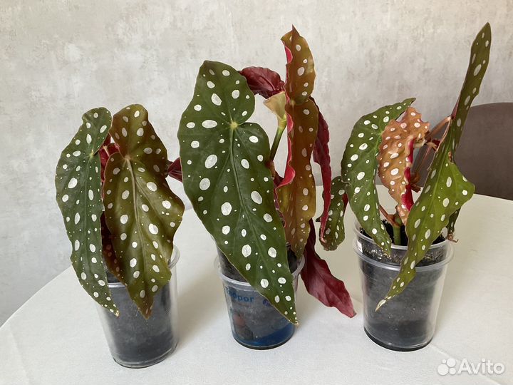 Бегонии кейн