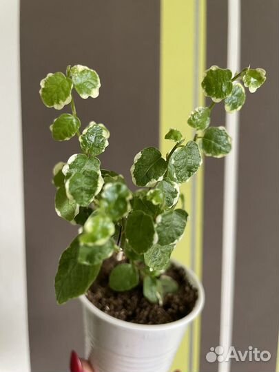 Солейролия, каллизия Розовая пантера и др