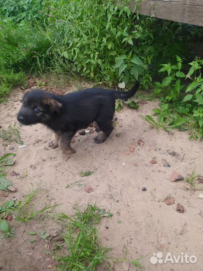 Щенки (помесь)