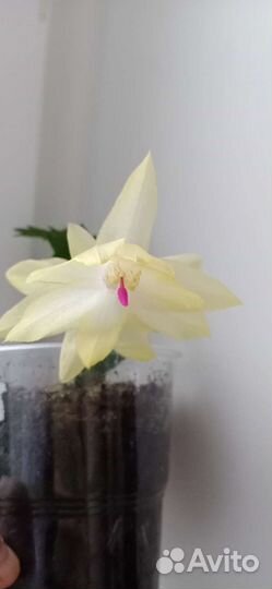 Декабристы шлюмбергера 10 видов