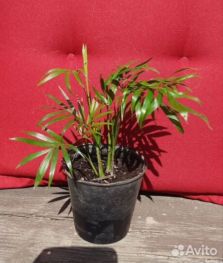 Пальма Хамедорея