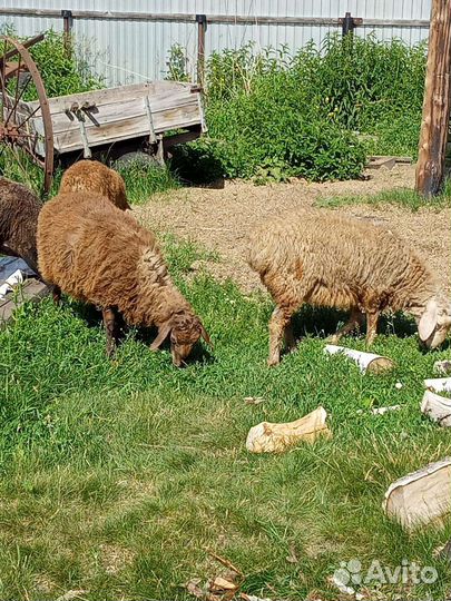 Овцы бараны