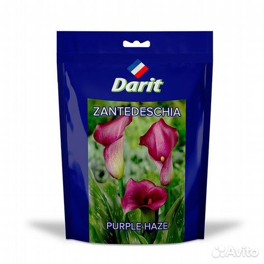 Калла (Зантедеския) Перпл Хейз Zantedeschia Purple