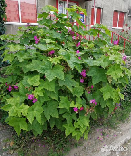 Декоративные белые кустарники: Гортензия и