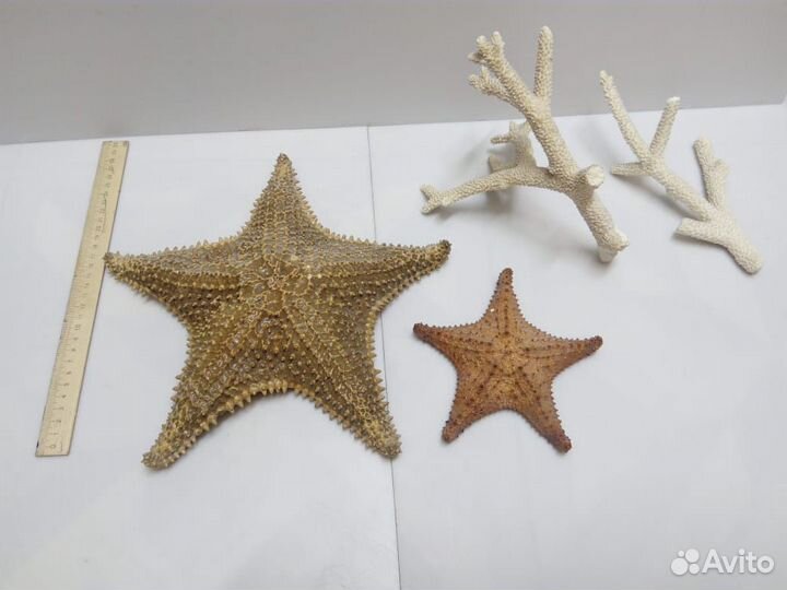 Морские ракушки раковины