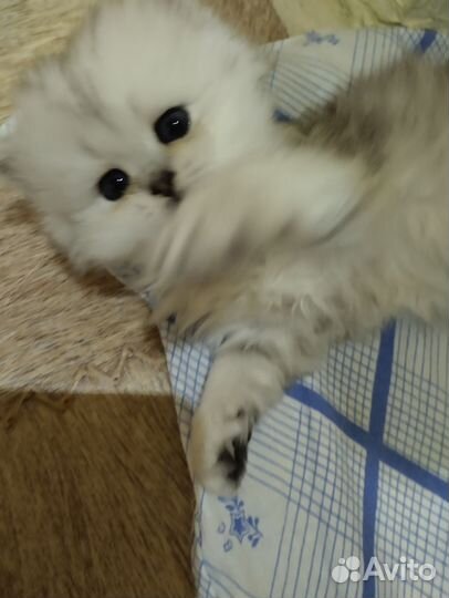 Британский,серебряный,шиншил