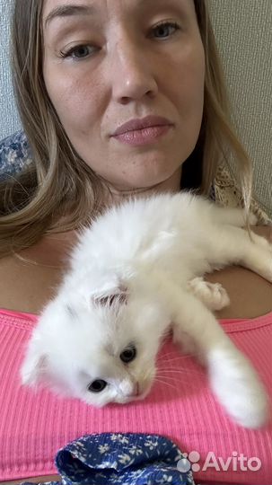 Вислоухий котенок в добрые руки