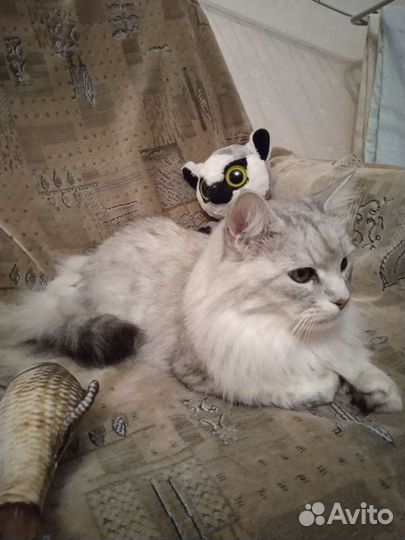 Полубританец, домашний